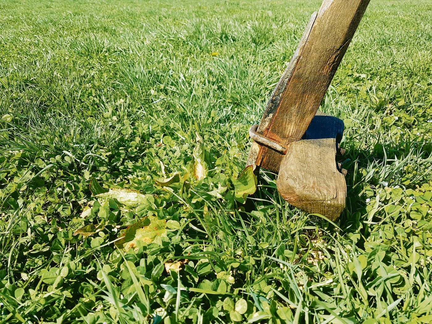 Schöner wäre das Arbeiten ohne Steine und ohne Blacken.	(Bild Benno Jungo)