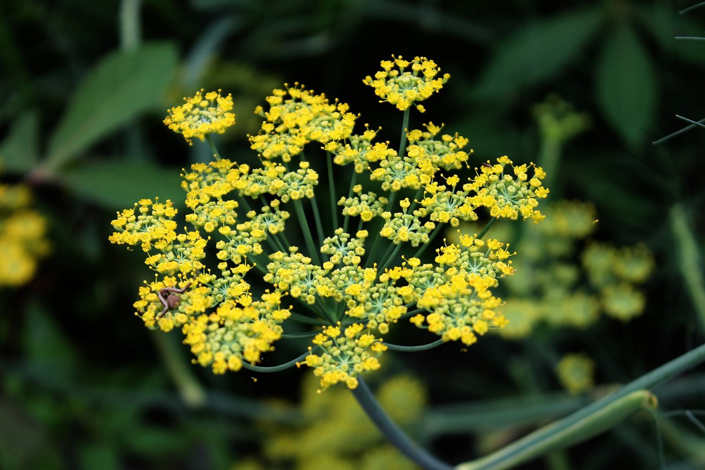 Die dekorativen, essbaren Blüten von Fenchel. (Bild Wikipedia)