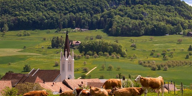 Kuhherde in Kilchberg BL. (Symbolbild Pixabay)