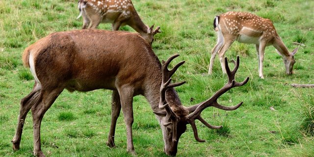 Martin Schurter ist ­Präsident der Schweizerischen Vereinigung der Hirschhalter. Er würde sich wünschen, dass hierzulande mehr heimisches Wild gegessen würde. Doch dazu braucht es auch mehr Hirschhalter.  (Bild Pixabay)