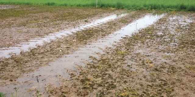 Der Einsatz immer schwererer landwirtschaftlicher Maschinen verursacht zunehmend Bodenverdichtung. Als Folge sammelt sich Regenwasser in den Fahrspuren. (Bild Thomas Keller, Agroscope)