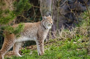 Luchs reisst drei Schafe In der Schweiz leben insgesamt 170 Luchse, die meisten sind in den Alpen und im Jurabogen unterwegs. (Bild Pixabay)