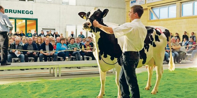 Heute läuft es rund in der Arena Brunegg: Für viele Käufer und Verkäufer von Milchvieh ist die Auktion «Rot und Schwarz» eine feste Grösse in der Vermarktung geworden.  (Bilder Ruth Aerni)