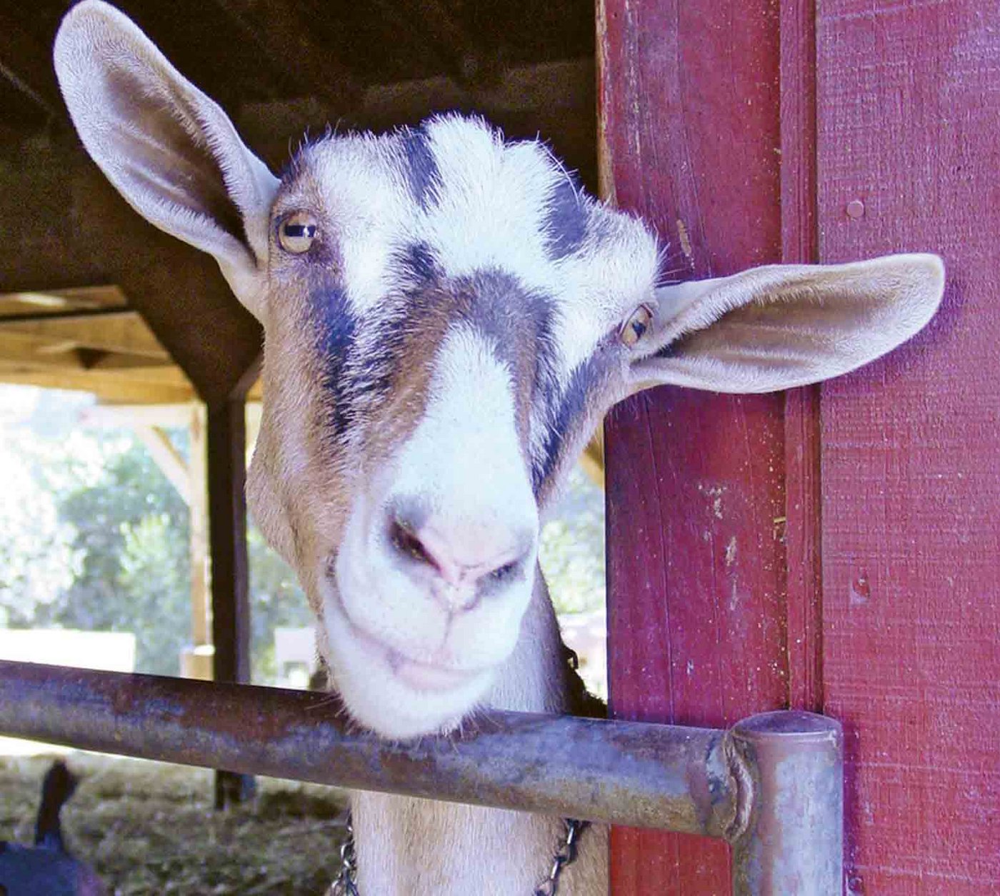 Das Unternehmen Redwood Hill hält unter anderem 300 Milchgeissen. (Bild Redwood Hill/zVg)