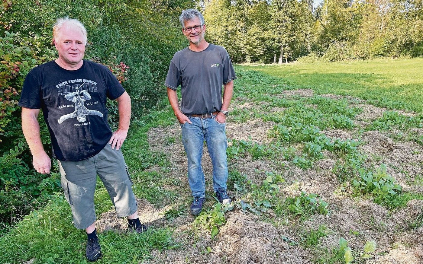 Thomas Schär (l.) und Florian Keller begutachten die grossflächigen Wühlschäden, verursacht durch Wildschweine, auf Kellers Biodiversitätsförderfläche. Diese soll künftig zu den 3,5 % Acker-BFF zählen. 