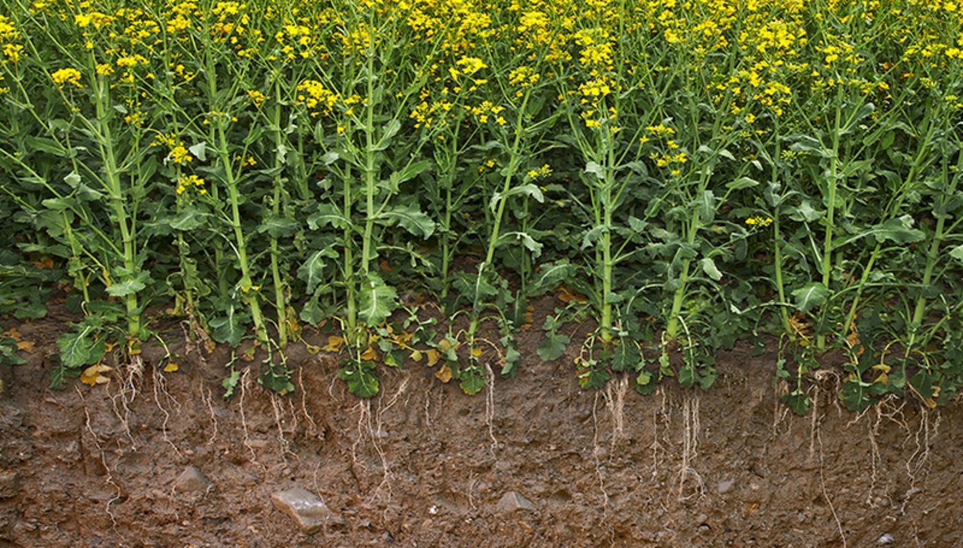 Deutlich weniger Eintrag von Schwefel und Selen aus der Atmosphäre ist eine Gefahr für die Nahrungsmittelproduktion, so die Forschenden. (Bild Gabriela Brändle / Agroscope)