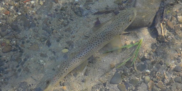 Schuld des Fischsterbens war Schweinegülle. (Symbolbild Stefan Weigel)