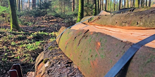 Muss der Wald zusammenpacken? Die Motion Glur soll das Bauen von Pumpstationen, Reservoirs oder Kanalisationen, die von öffentlichem Interesse sind, im Wald vereinfachen.
