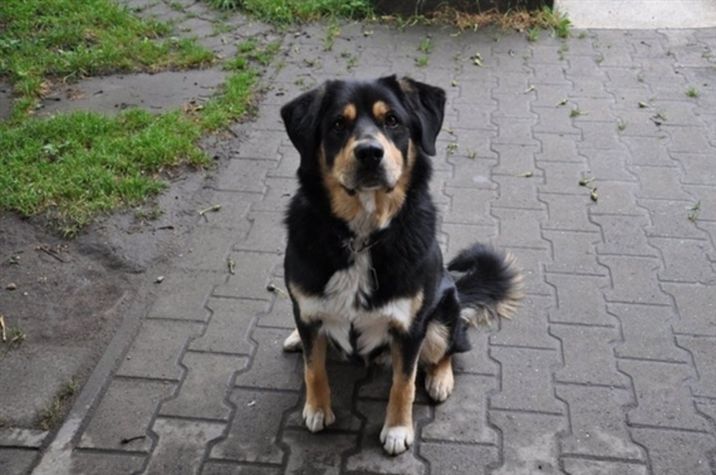 Nicht nur treu, auch intelligen: Forscher haben herausgefunden, dass Hunde die menschliche Sprache besser verstehen lernen können als Menschenaffen. (Bild: Jeanne Woodtli)