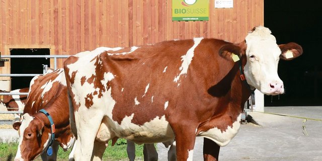 Mehr Laktationen, angepasste Rassen und Fütterung: Das würde die Emissionen aus der Rindviehhaltung deutlich senken. 