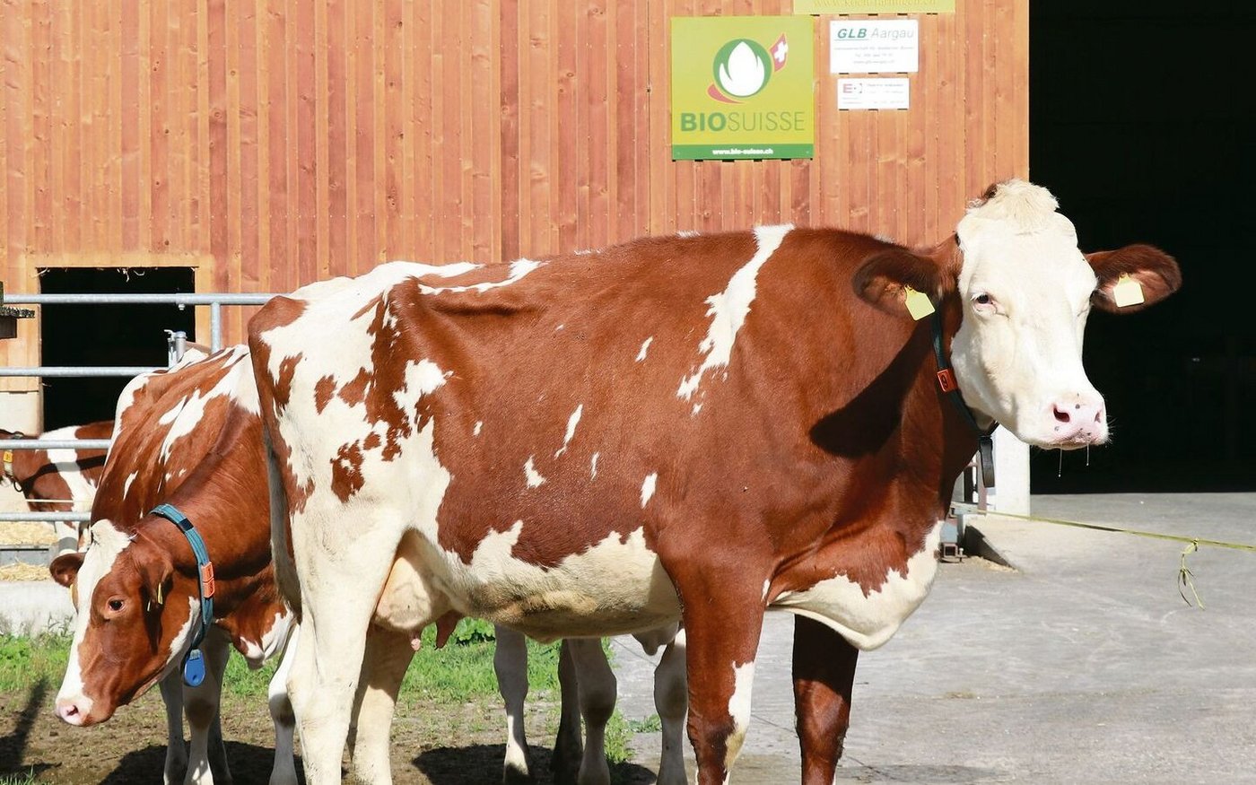 Mehr Laktationen, angepasste Rassen und Fütterung: Das würde die Emissionen aus der Rindviehhaltung deutlich senken. 