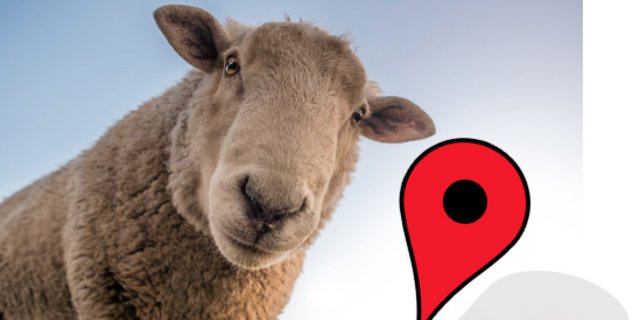 Mit einem GPS-Sender kann der Landwirt seine Schafe finden. (Fotomontage asa / Pixabay)