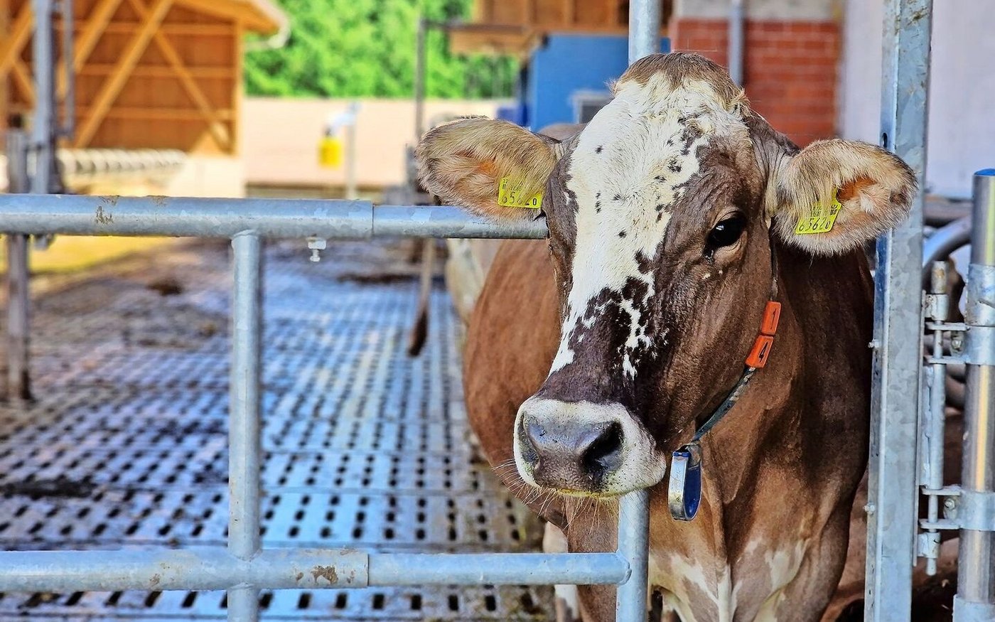 Blüem-Kühe gibt es in so vielen Ausführungen, wie es Tiere gibt. Jede von ihnen ist ein Unikat.