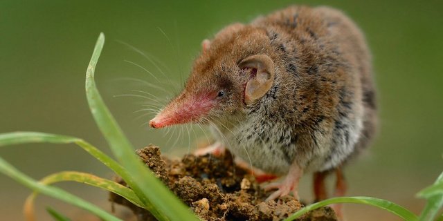 Die Gartenspitzmaus ist bei uns besonders häufig.
