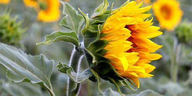 Die Sonnenblumen gewinnen an immer mehr Beliebtheit. (Bild Jacques GAIMARD/pixabay)