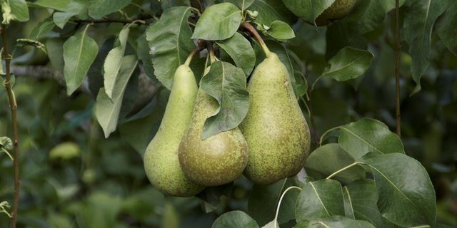 Der Schweizer Obstverband schätzt die heurige Birnenernte auf 30'460 Tonnen. (Bild lid ji)