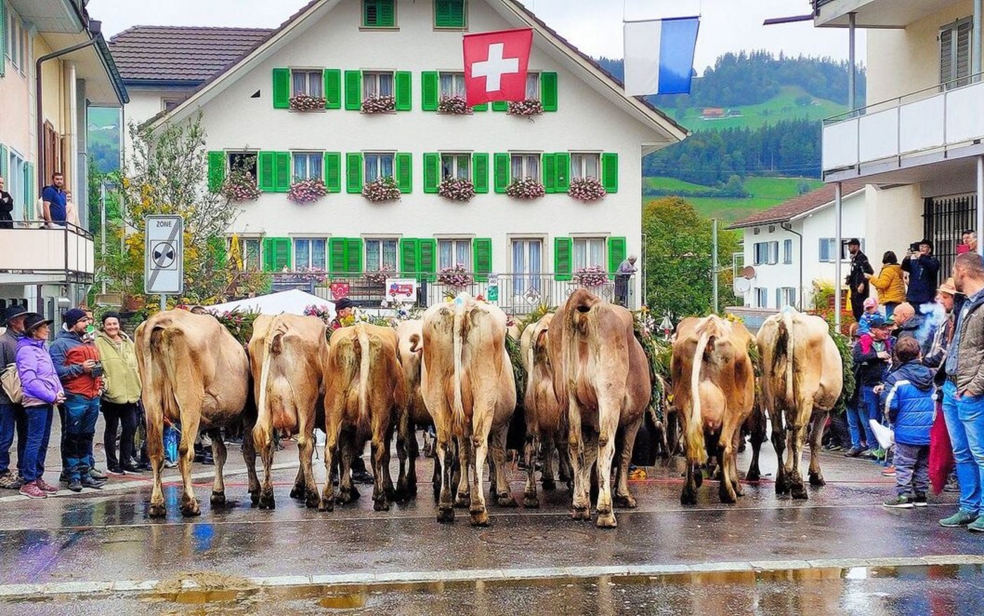Vorbildlich warten die Kühe von der Alp «Wiitmoos» beim Bahnübergang.