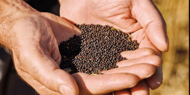 Bei der Weiterentwicklung der Rapsproduktion in der Schweiz arbeiten die Marktakteure zusammen und werden mit Beiträgen des Bundes finanziell unterstützt. (Bild Verein Schweizer Rapsöl)