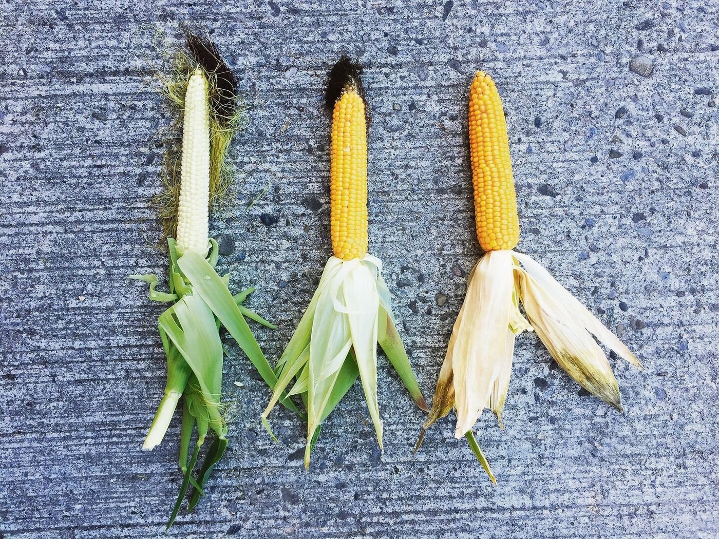 Der Reifegrad für Silomais ist erreicht, wenn das Korn mit dem Fingernagel ritzbar und innen teigig bis mehlig ist. 