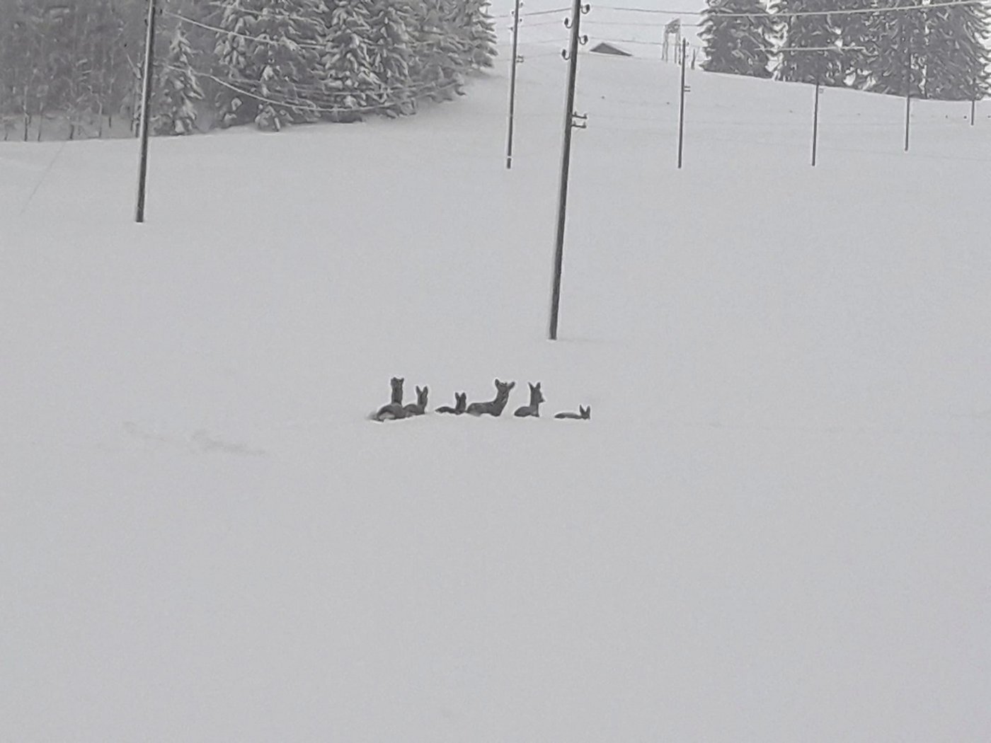 Rehe können sich im Schnee kaum noch bewegen. (Bild Toni Koch/Jagdverwaltung Appenzell Innerrhoden)