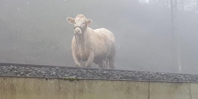 Lotte folgte nach ihrem Ausbruch aus dem Tierspital den Schienen. (Bild Bundespolizei)