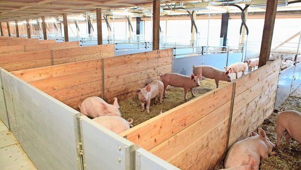 Im Offenstall haben die Schweine grosszügig Platz. Als die «Mastdauer» wegen der ASP-Sperre verlängert werden musste, gab es daher aus haltungstechnischer Sicht keine Probleme.