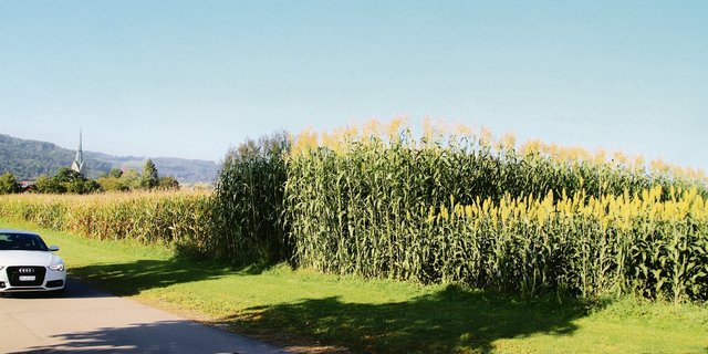 Sorghum (Mitte) kann bis zu fünf Meter hoch werden und bringt  mit dem sehr hohen Faseranteil viel Struktur in die Silage.(Bild Roland Müller)