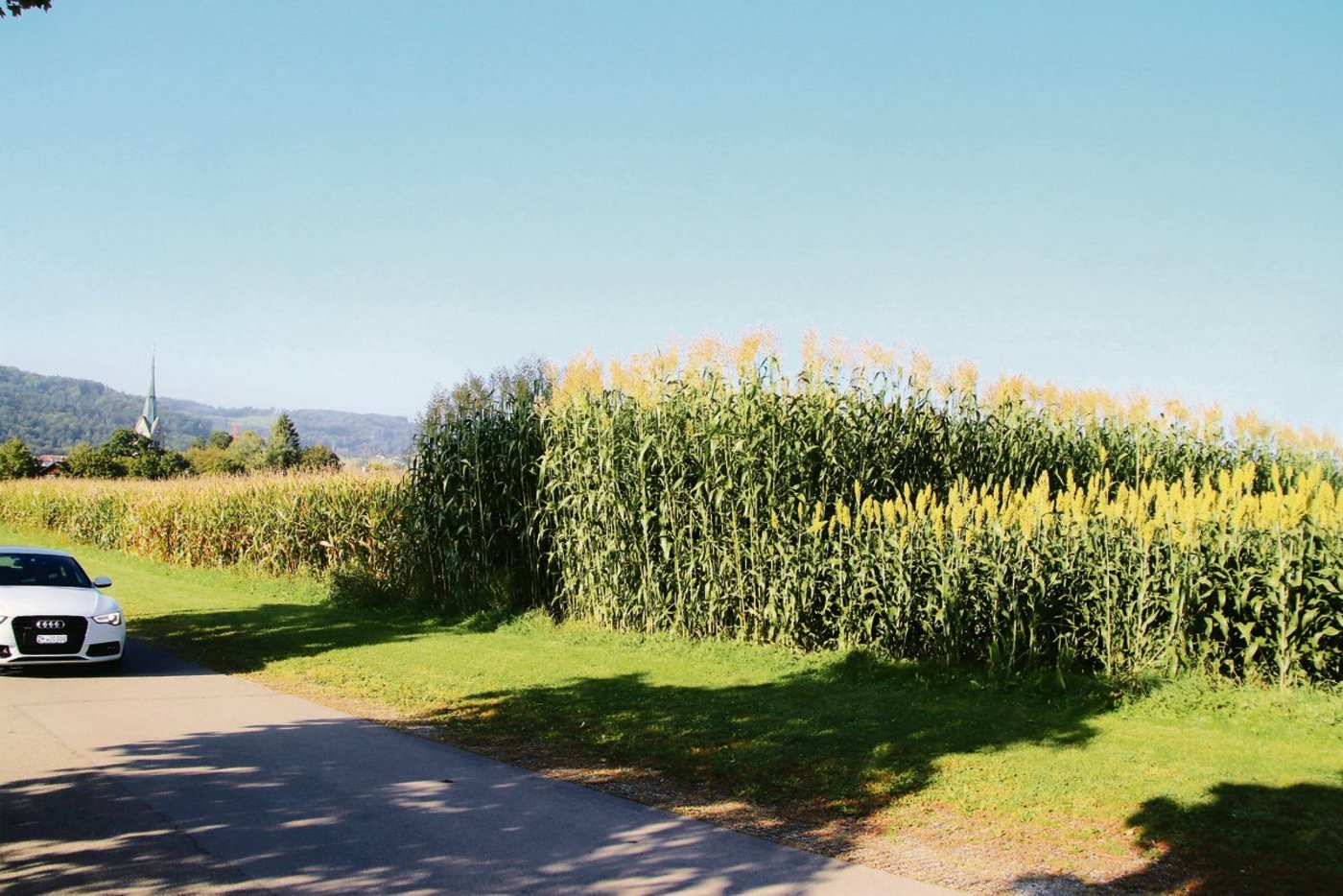 Sorghum (Mitte) kann bis zu fünf Meter hoch werden und bringt  mit dem sehr hohen Faseranteil viel Struktur in die Silage.(Bild Roland Müller)