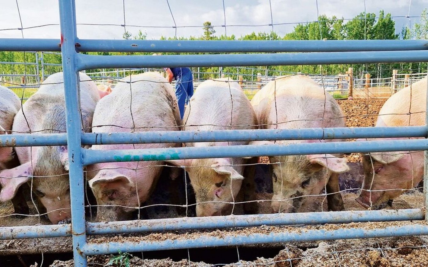 Dicksons halten einige Schweine für das Catering-Unternehmen. Mit Randen und Joghurt wird das Fleisch besonders fein.