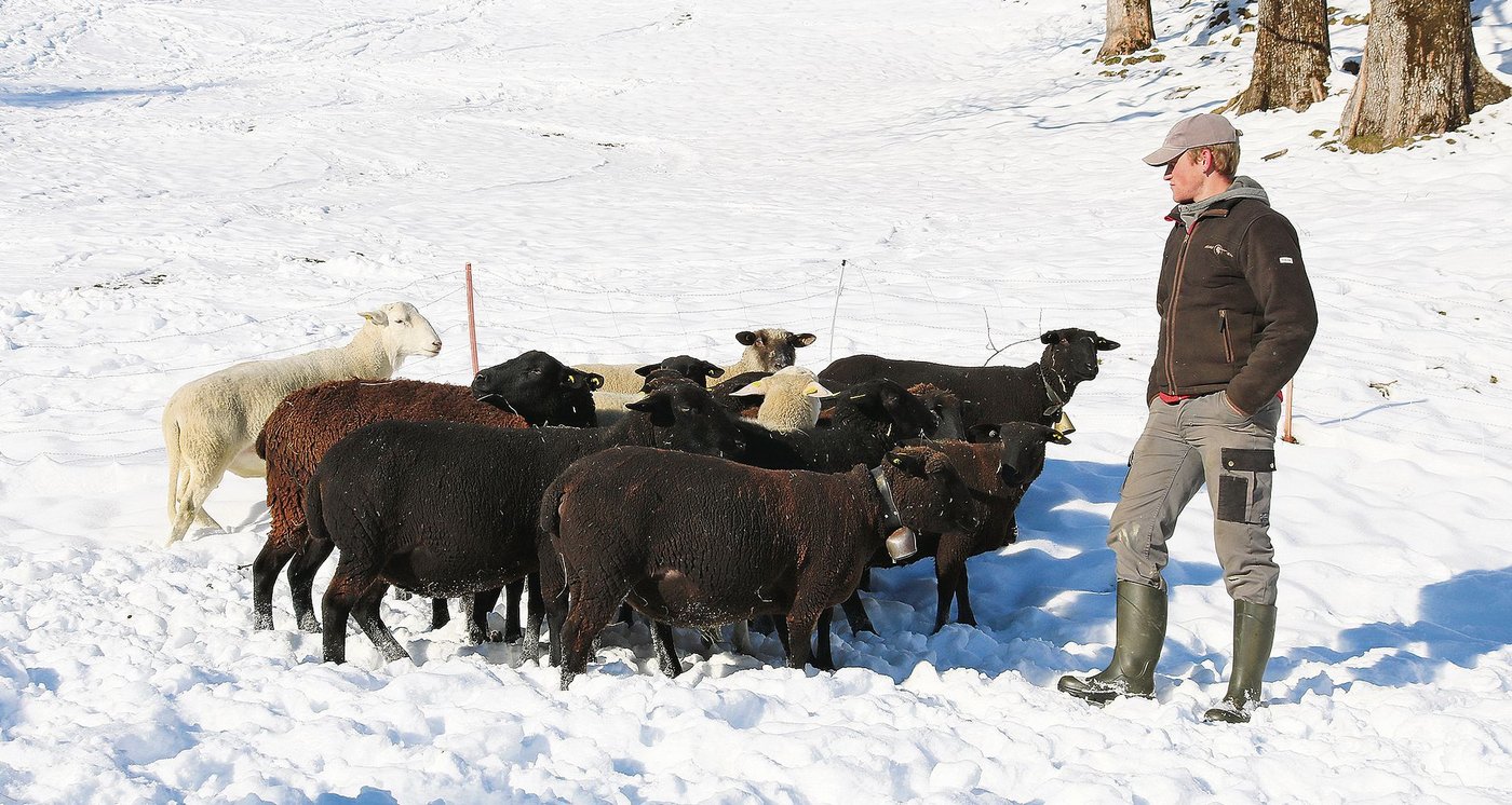 Der Entlebucher Schafhalter Philipp Wicki mit seinen hochträchtigen Auen der Rasse Schwarzbraunes Bergschaf und seinem Nolana-Widder (links im Bild). (Peter Bringold)