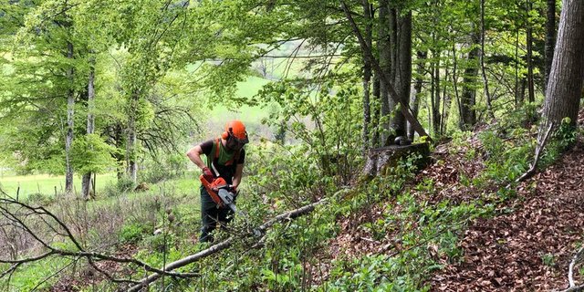 2018 sank die Menge genutztem Laubholz um fünf Prozent gegenüber dem Vorjahr. (Bild jba)