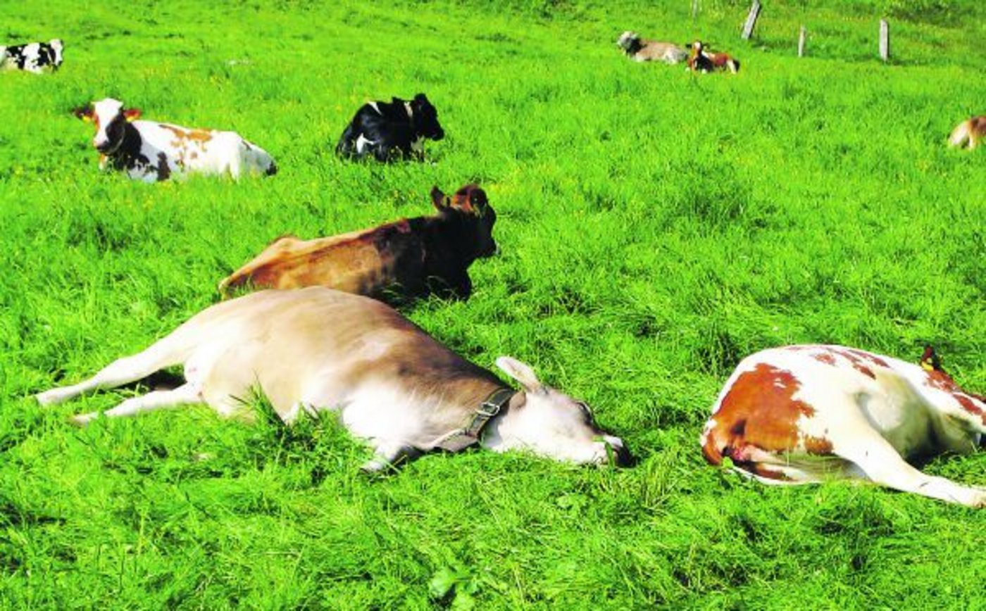 Erst im Alter von fünf Monaten kommen die Kälber als Bioremonten auf einen Weidemastbetrieb. Das hat den Vorteil, dass das Immunsystem der Tiere schon sehr stabil ist. (Bild zVg)