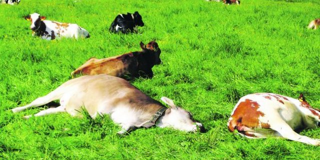 Erst im Alter von fünf Monaten kommen die Kälber als Bioremonten auf einen Weidemastbetrieb. Das hat den Vorteil, dass das Immunsystem der Tiere schon sehr stabil ist. (Bild zVg)