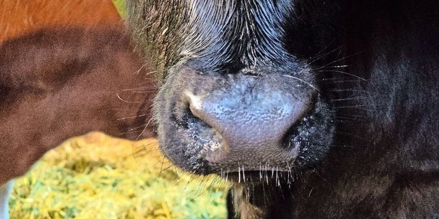 Jeden Morgen und Abend einen Blick auf die Kälbernase zu werfen, lohnt sich. Erste Anzeichen von Erkältungen werden hier sichtbar. 