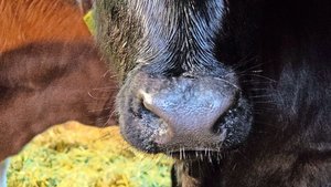 Jeden Morgen und Abend einen Blick auf die Kälbernase zu werfen, lohnt sich. Erste Anzeichen von Erkältungen werden hier sichtbar. 