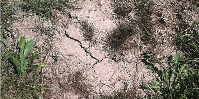 Der Boden in der Chamau trocknete im Sommer 2018 stark aus; dementsprechend ging auch die Grasproduktion zurück. (Bild ETH Zürich)