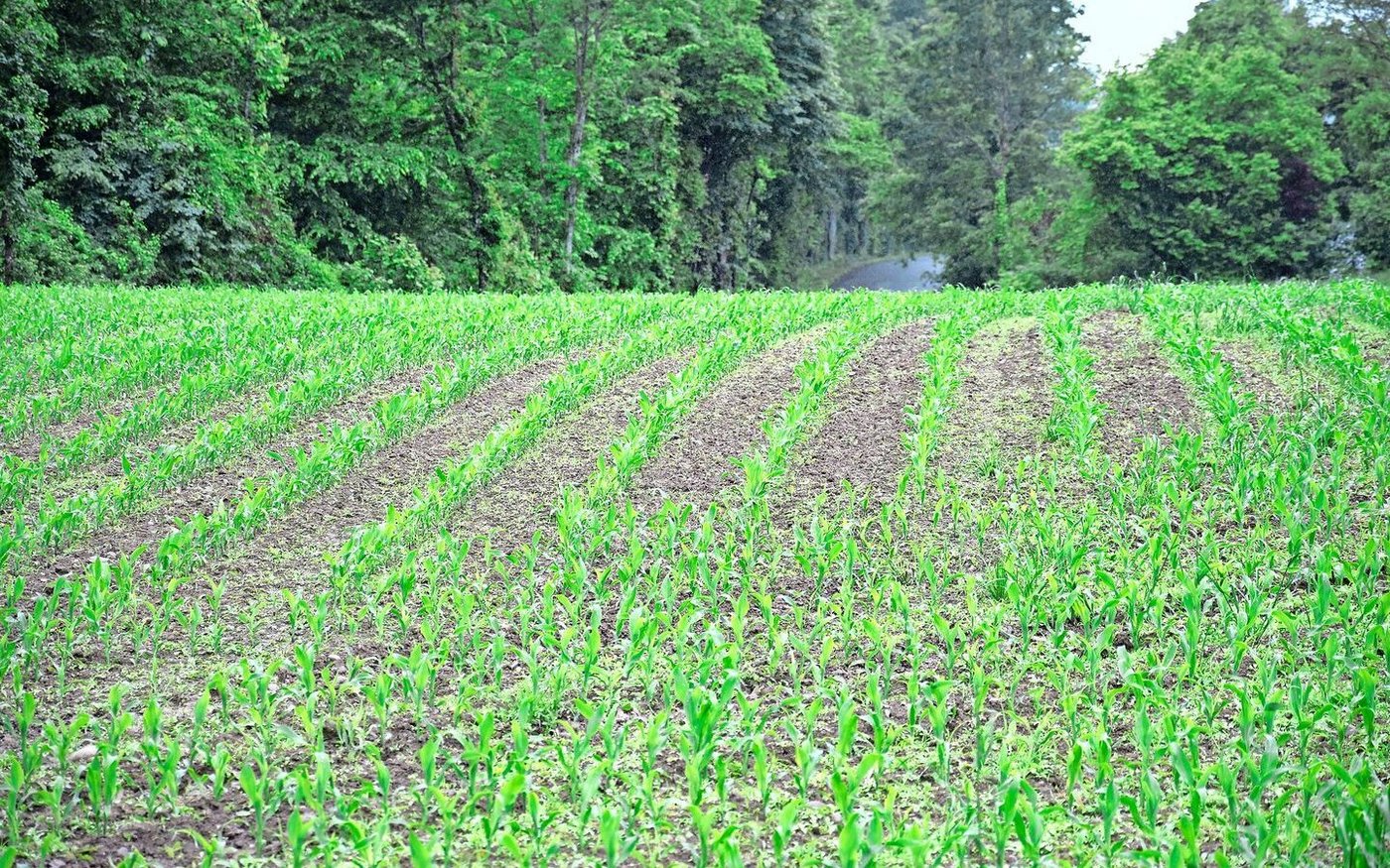 Der Bundesrat will Einschränkungen beim Einsatz von Vorauflauf-Herbiziden im ÖLN streichen. Das betrifft vor allem den Maisanbau.