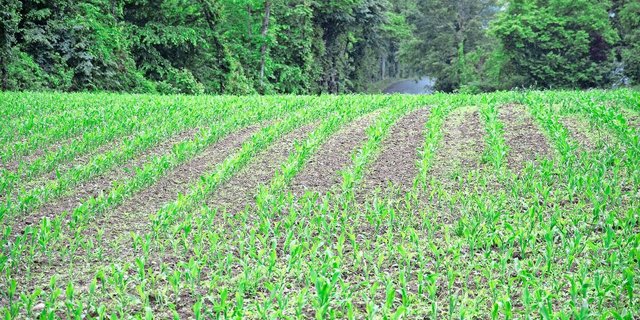 Der Bundesrat will Einschränkungen beim Einsatz von Vorauflauf-Herbiziden im ÖLN streichen. Das betrifft vor allem den Maisanbau.