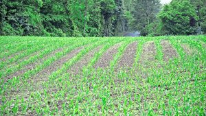 Der Bundesrat will Einschränkungen beim Einsatz von Vorauflauf-Herbiziden im ÖLN streichen. Das betrifft vor allem den Maisanbau.