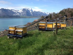 Leicht höhere Winterverluste bei Schweizer Honigbienen – Künftiger Trend ungewiss Dass nicht alle Bienenvölker den Winter unbeschadet überstehen, ist normal. Nun zeigt sich aber erstmal wieder ein Anstieg der Winterverluste. (Bild bienen.ch)
