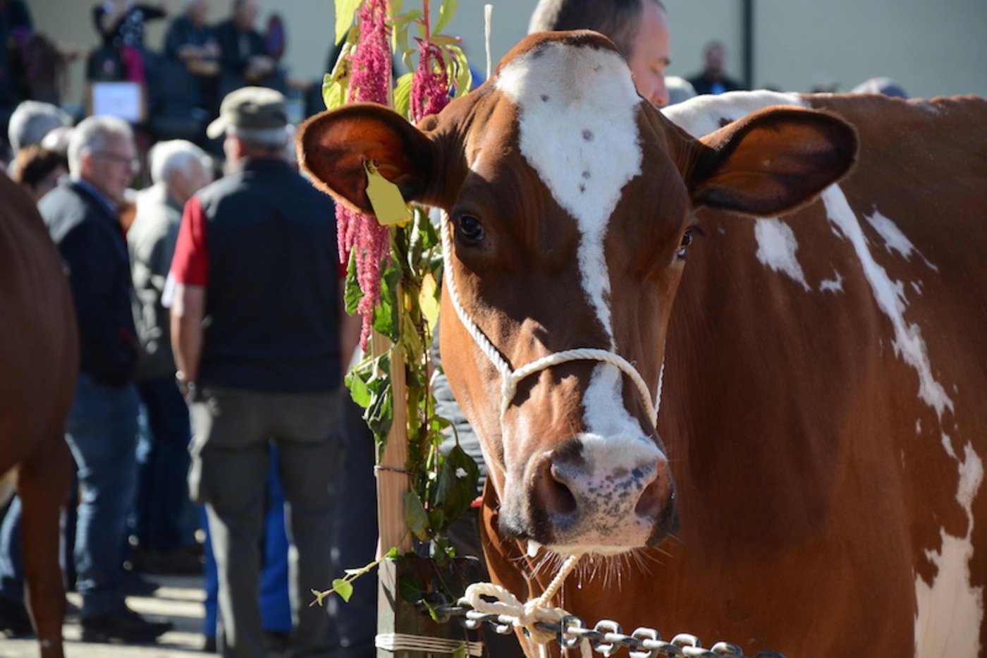  Nun steht fest, die Kühe bleiben zu Hause. Die Beständeschauen werden abgesagt. (Bild sb)