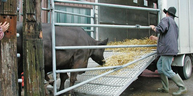 Für Tiere, die in den Export gehen, gilt neu die Durchführung eines Gesundheitsprogramms – ein Jahr vor dem Exportdatum. Damit soll unter anderem Zoonosen vorgebeugt werden. (Bild BauZ)