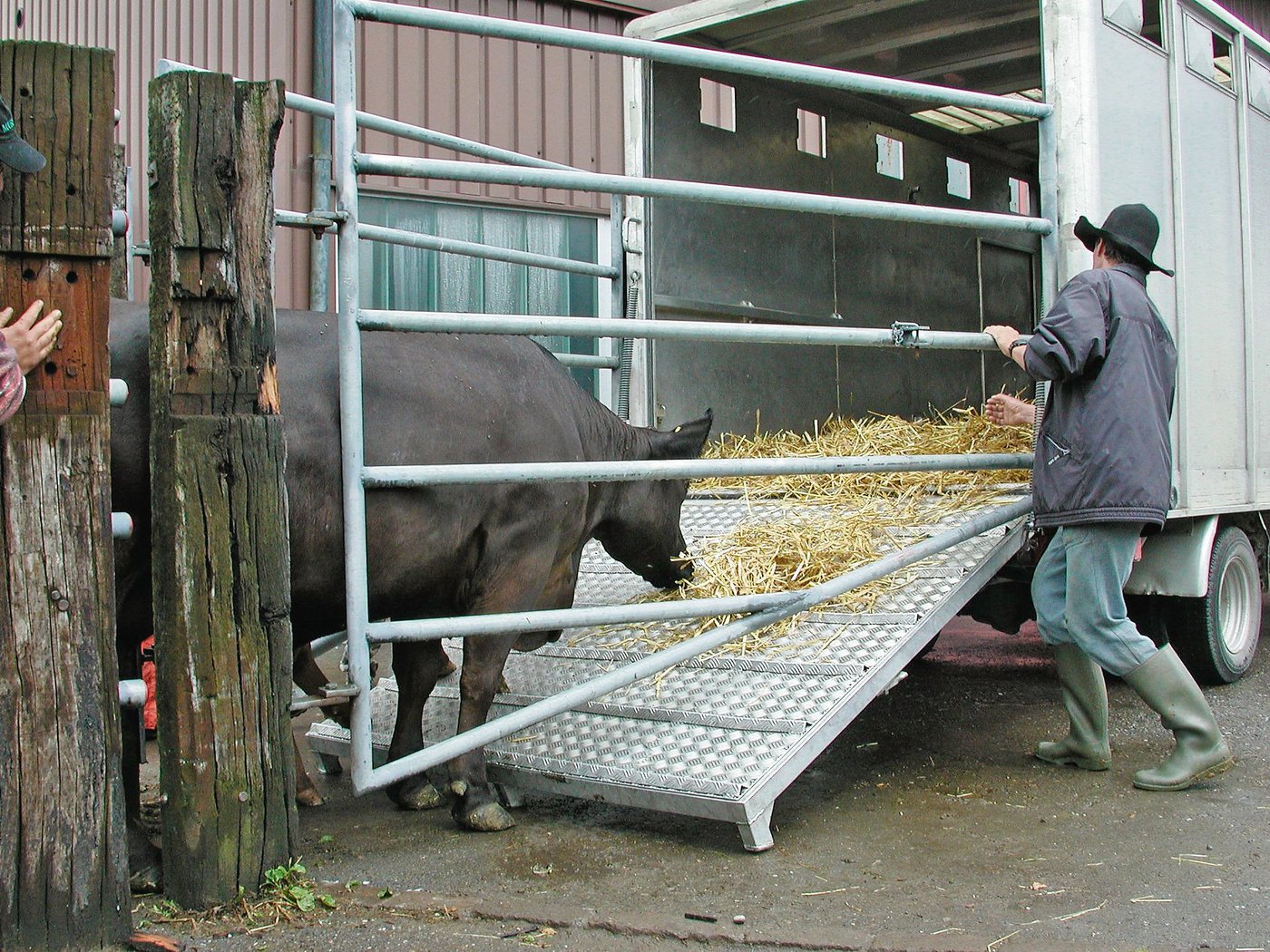 Für Tiere, die in den Export gehen, gilt neu die Durchführung eines Gesundheitsprogramms – ein Jahr vor dem Exportdatum. Damit soll unter anderem Zoonosen vorgebeugt werden. (Bild BauZ)