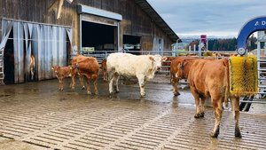 Mutterkühe mit Kälbern auf dem Betrieb Huob auf dem Littauerberg. 