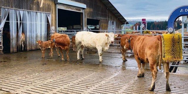 Mutterkühe mit Kälbern auf dem Betrieb Huob auf dem Littauerberg. 
