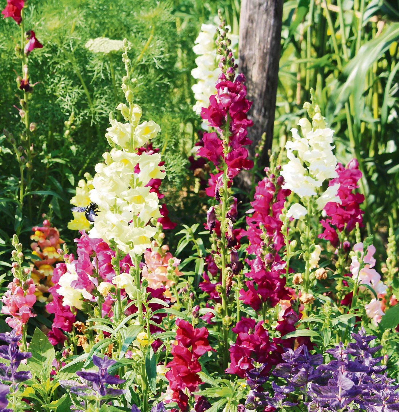 Die farbenfrohen und anspruchslosen Löwenmäulchen schmücken den Garten, gleichzeitig bieten sie Wildbienen Nahrung. (Bild Silvia Meister)