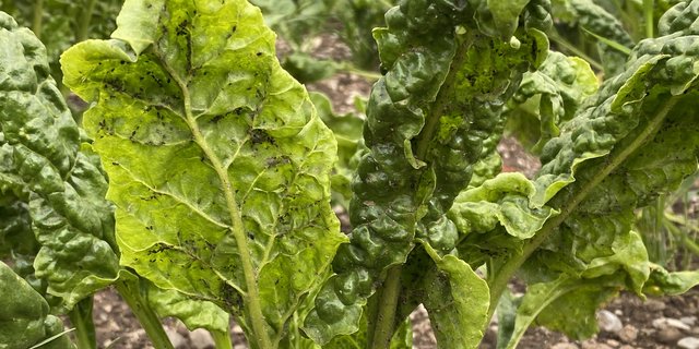 Zuckerrüben sind bis zum 10-Blattstadium anfällig für Blattläuse. Durch ihre Saugtätigkeit an den Pflanzen wird das Wachstum verzögert und es kann zu Ausfällen kommen. (Bild Katrin Erfurt)