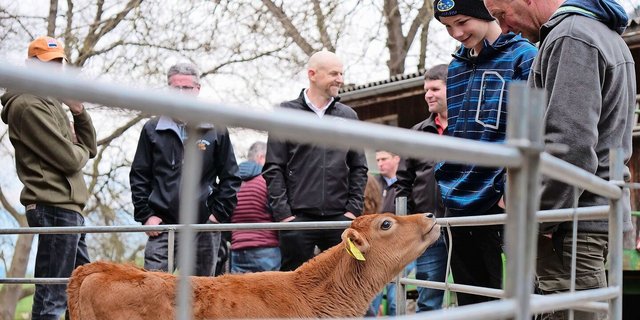 Die Rasse Jersey ist bekannt für ihre Neugier, unabhängig vom Alter des Tieres. Dies war auch bemerkbar bei der Besichtigung des Biohofes Badertscher anlässlich der diesjährigen Generalversammlung von Swiss Jersey.
