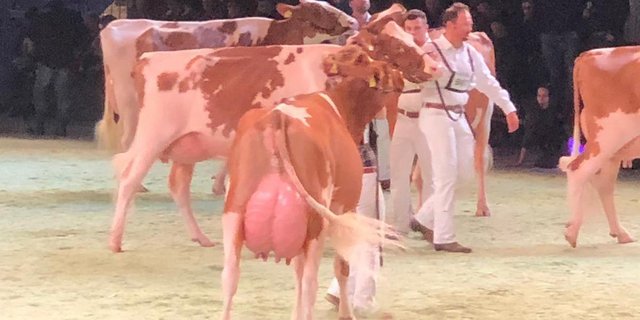 Swiss Expo war auch heuer ein Publikumsmagnet. Die verschärften Kontrollsysteme beginnen zu greifen. (Bild BauZ) 