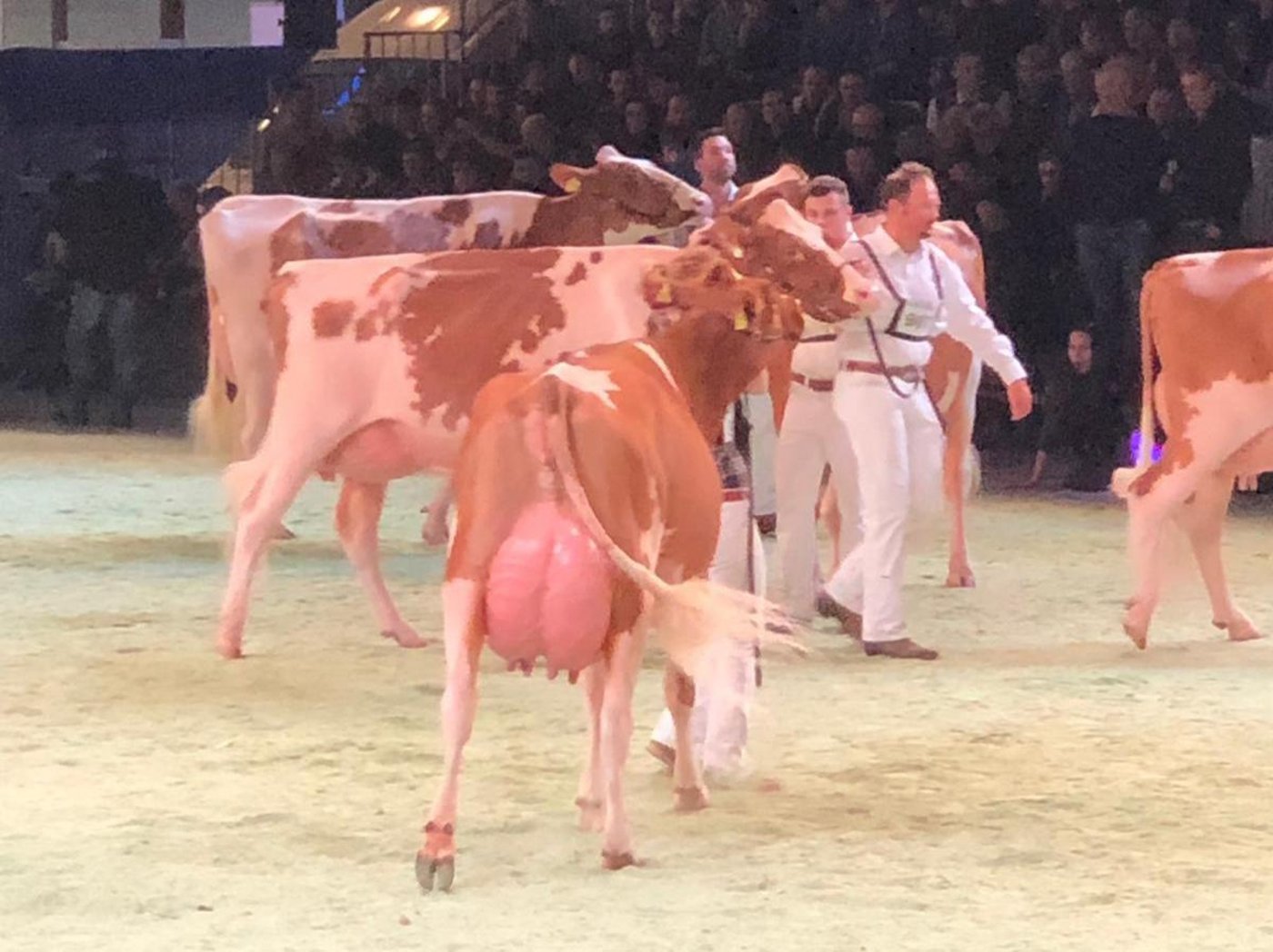 Swiss Expo war auch heuer ein Publikumsmagnet. Die verschärften Kontrollsysteme beginnen zu greifen. (Bild BauZ) 